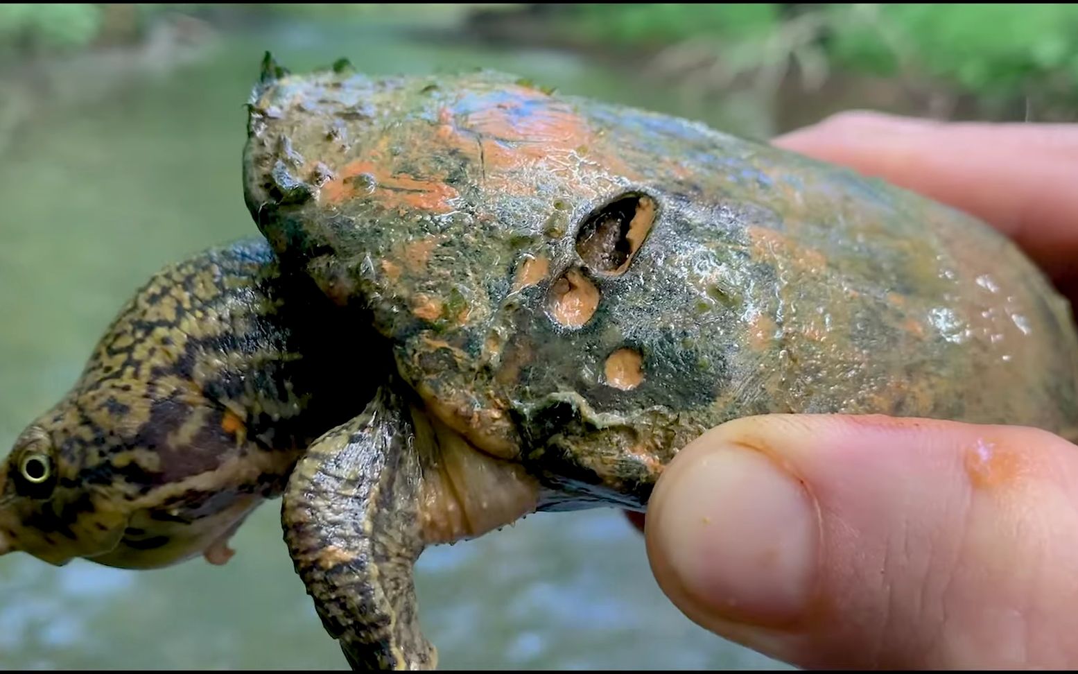 【野采】在佐治亚和阿拉巴马州寻找虎纹麝香龟