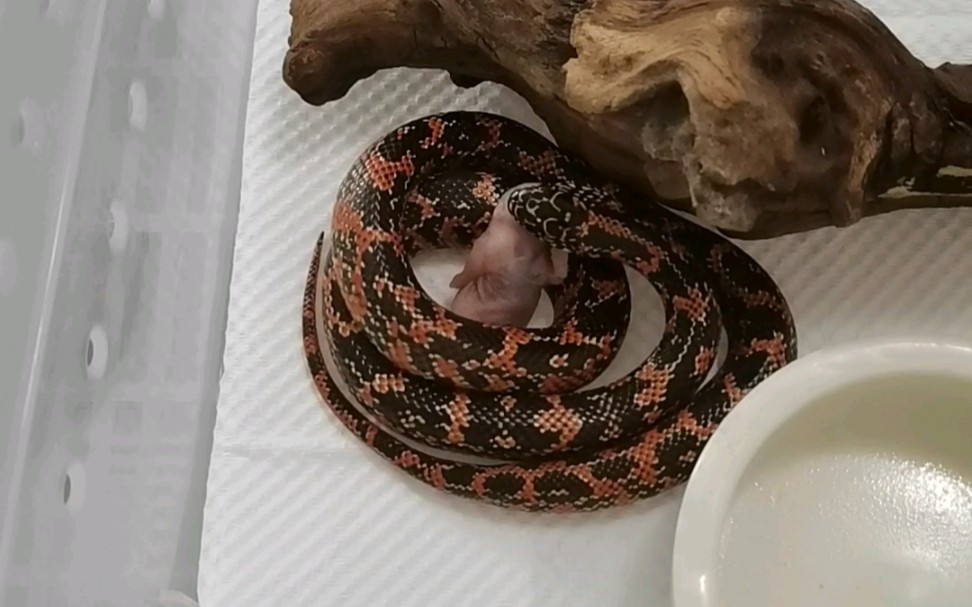 缺黑马赛克布鲁克王蛇的二倍数喂食