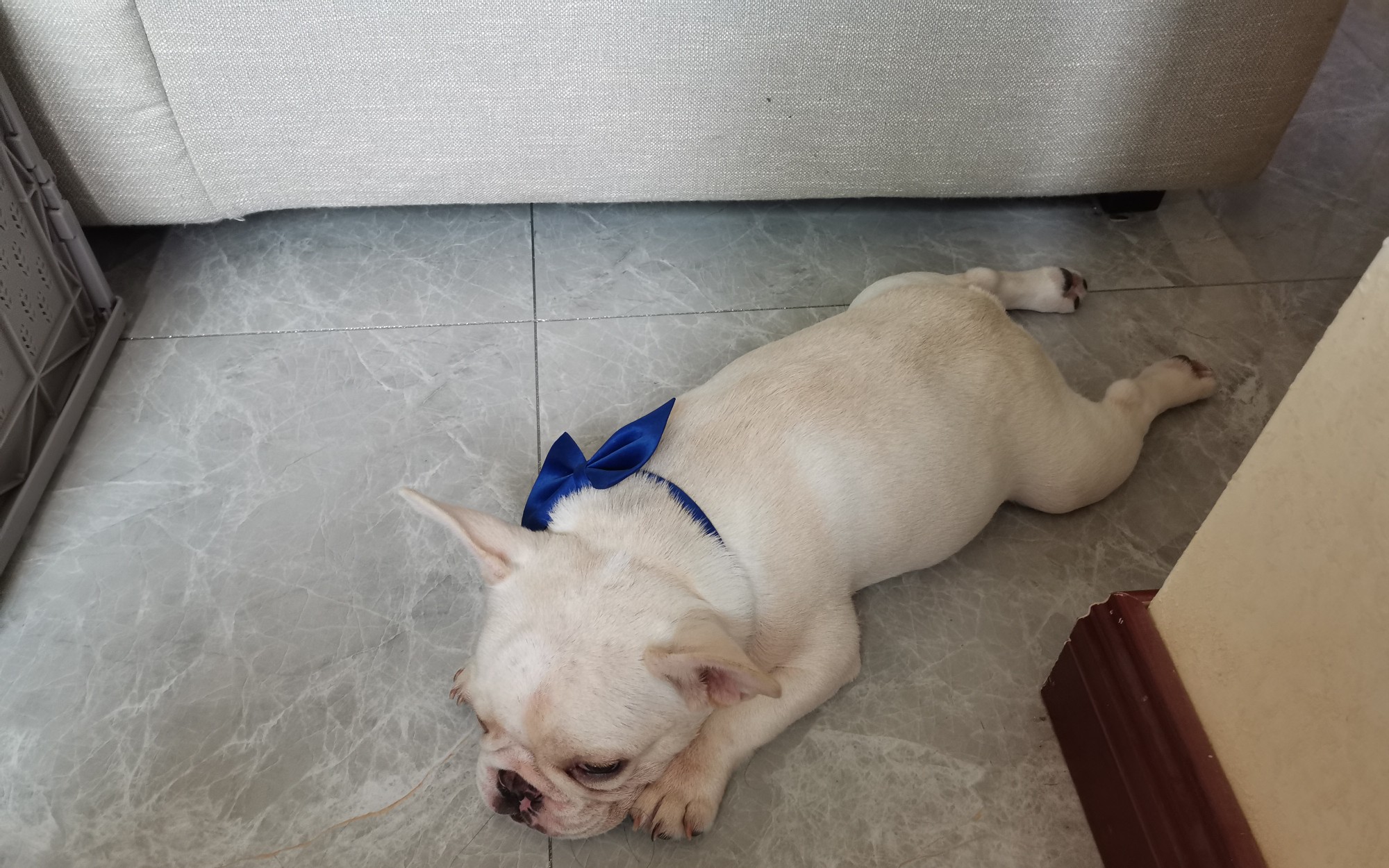 [法斗]耙耳朵来的第三天