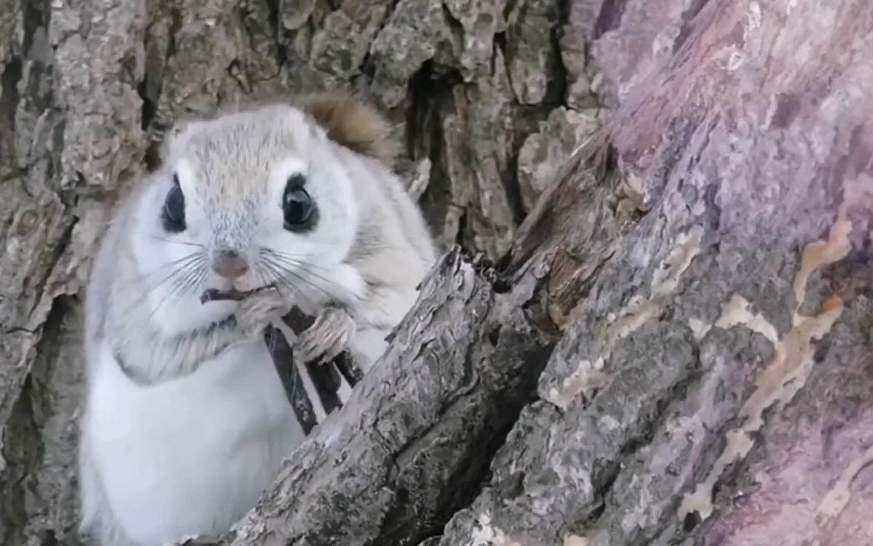 西伯利亚鼹鼠,会飞的鼠.