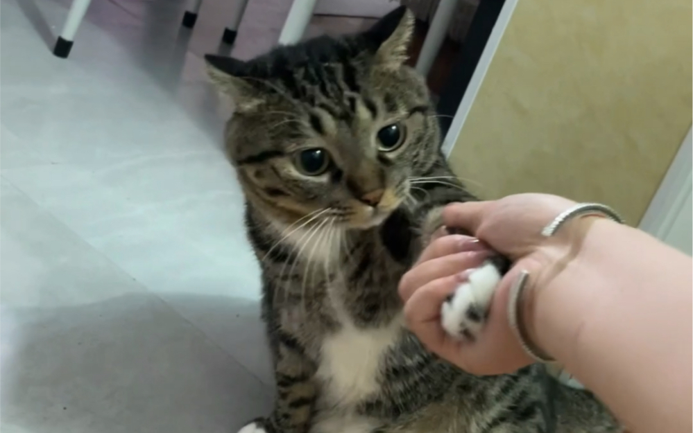 捡了个猫,看样子应该是个假的玩具娃娃!-团宠酸奶妹-团宠酸奶妹-哔哩哔哩视频