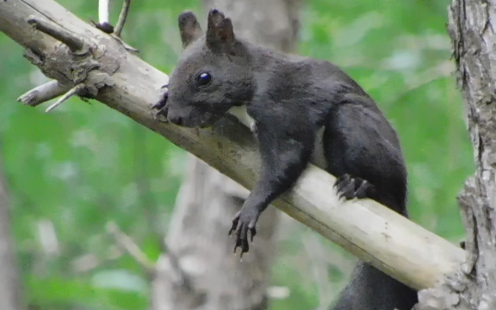 独行深山偶遇一只凶神恶煞的肌肉松鼠_哔哩哔哩_bilibili