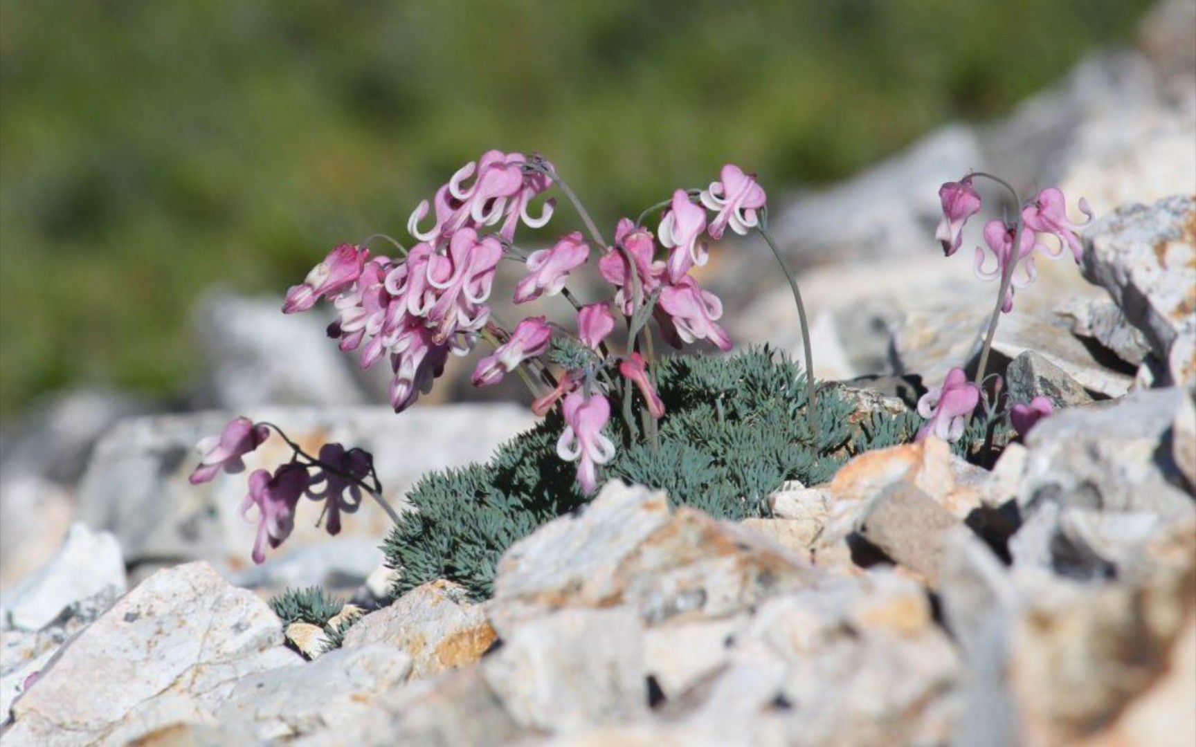 [萨克斯][东方]驹草咲くパーペチュアルスノー_哔哩哔哩_bilibili