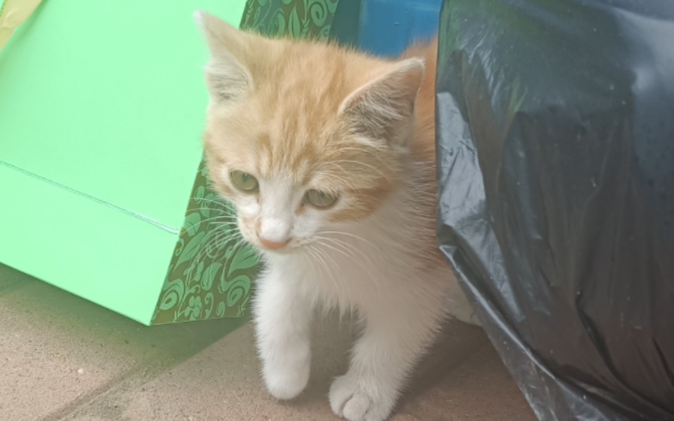 黑龙江大庆小猫猫找领养