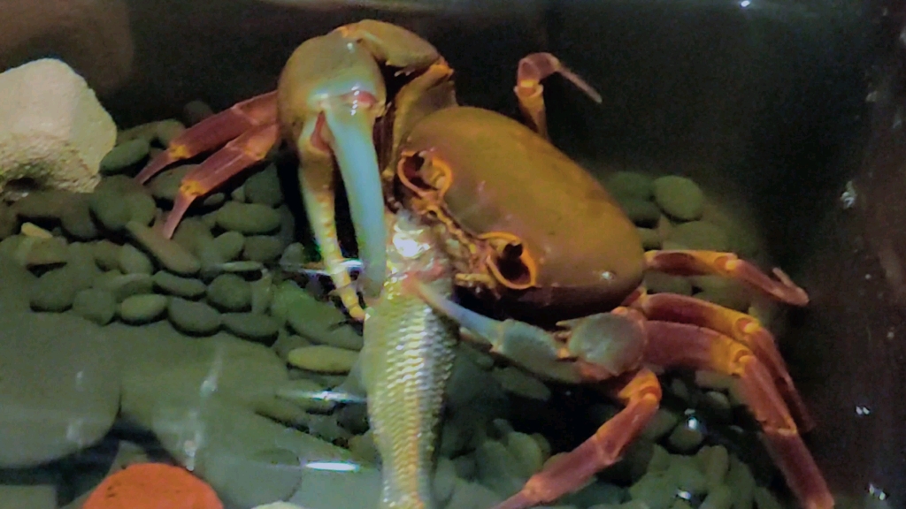 海南溪蟹戴氏的进食过程讲究