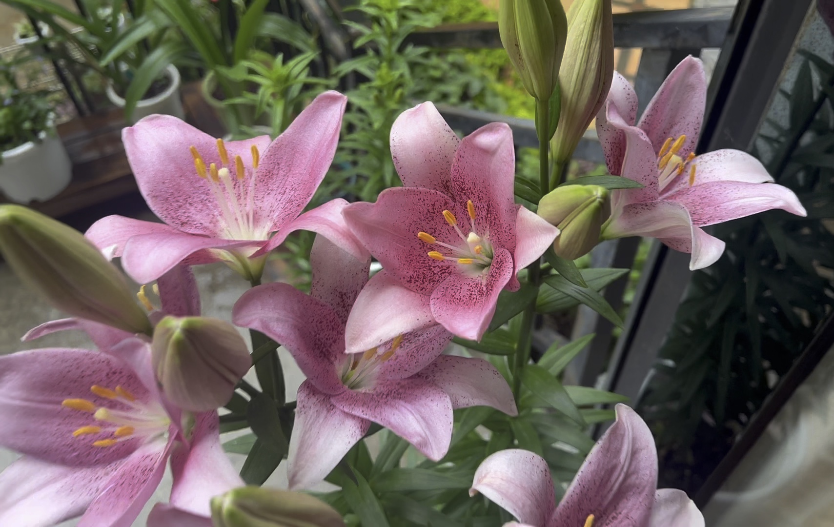 [图]百合花 粉天使/心弦 种植记录过程 群开的粉天使很好看！希望心弦明年复花也可以群开