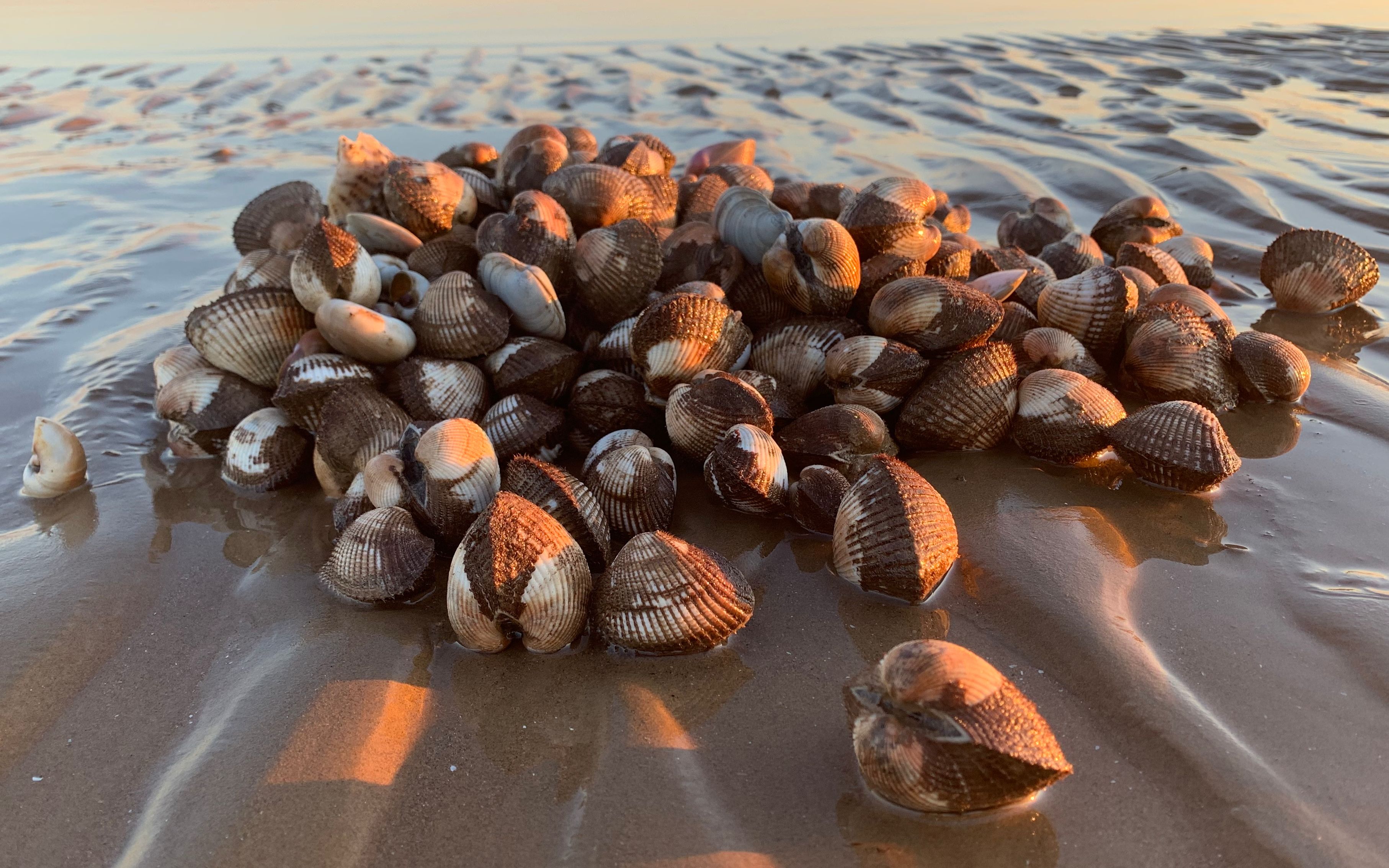 二蛋傍晚赶海,比鸡蛋还大的毛蛤蜊一窝一窝的,二蛋抠了二三百个