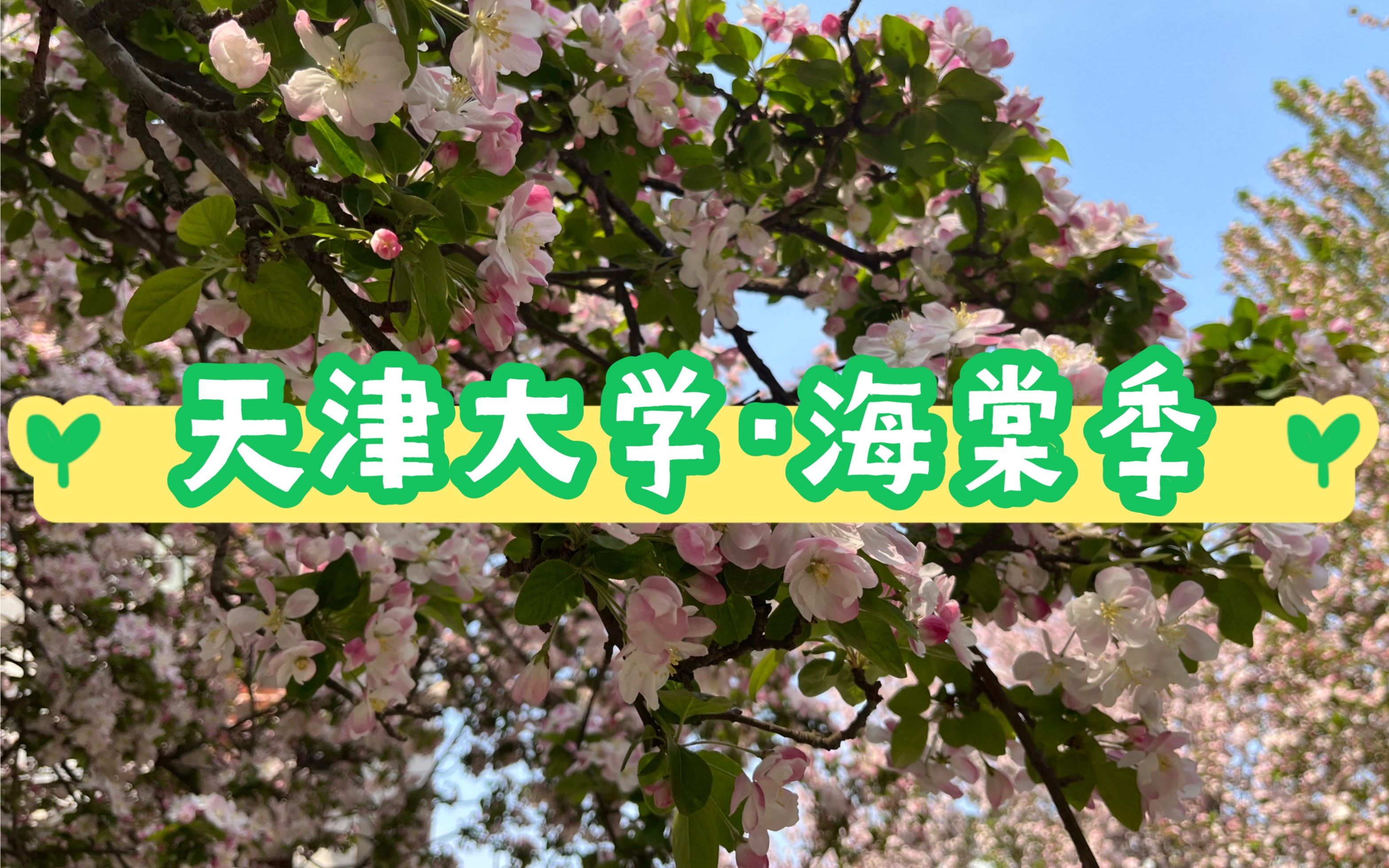 天津大学ⷦ𕷦㠥�4月天津大学邀请您去看海棠花了哔哩哔哩bilibili