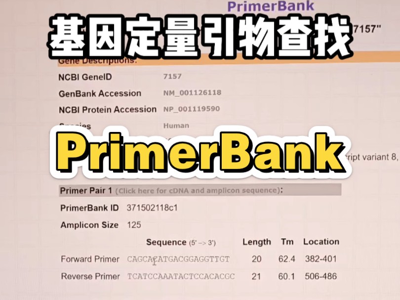 好用的定量引物哪里找?PrimerBank可以直接查找到发表文章好用的定量引物!哔哩哔哩bilibili