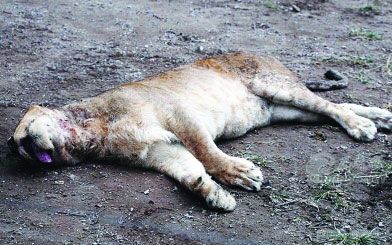 實拍動物園獅子險遭老虎咬死,可憐的獅子慘遭撕咬奄奄一息,最後裝死