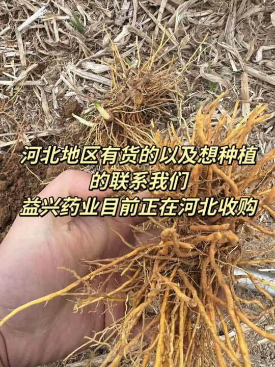 [图]河北地区药材种植收购持续中，附近有货的以及想种植中药材的朋友联系！春季中药材种植规划持续中，提供技术指导，回收成品！