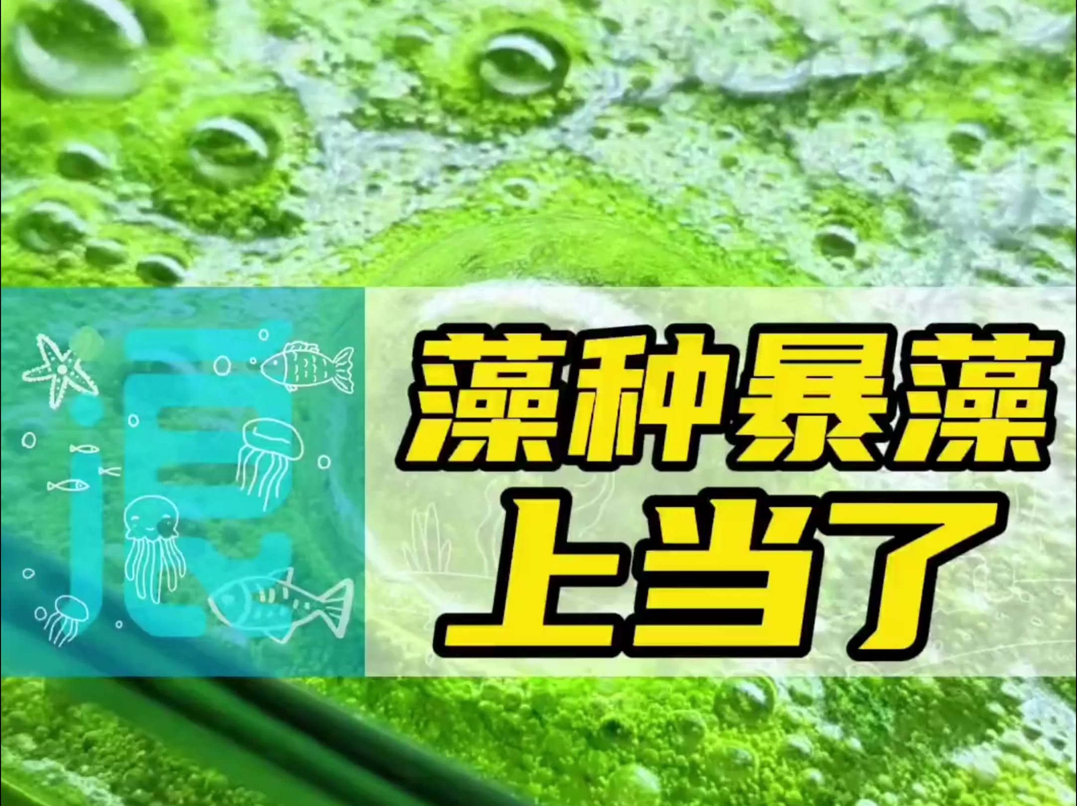 我买这藻种应该是上当受骗了 养了半个月没想到要出来是这样的玩意,你们看看吧,这是啥呀这是哔哩哔哩bilibili