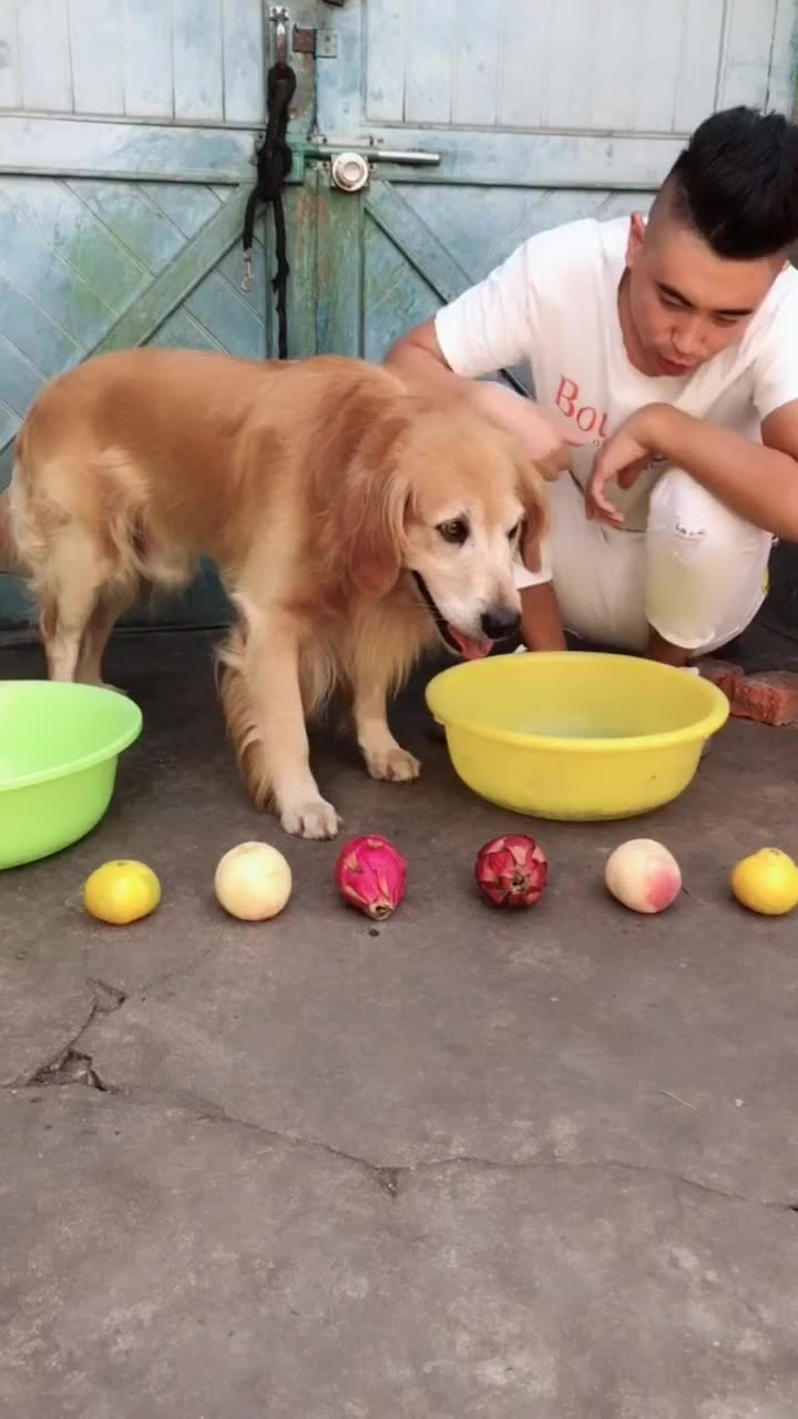 迪迪为这一窝小迪迪也是拼了肌肉拉伤了所以行动不便养两天就好了昨天