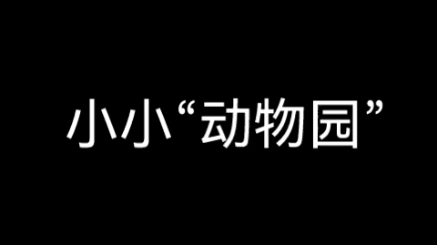 实践作业:口头作文《小小“动物园”》哔哩哔哩bilibili