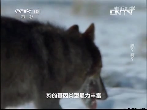 《走近科学》 此为何物?是狼是狗? 2013114哔哩哔哩bilibili