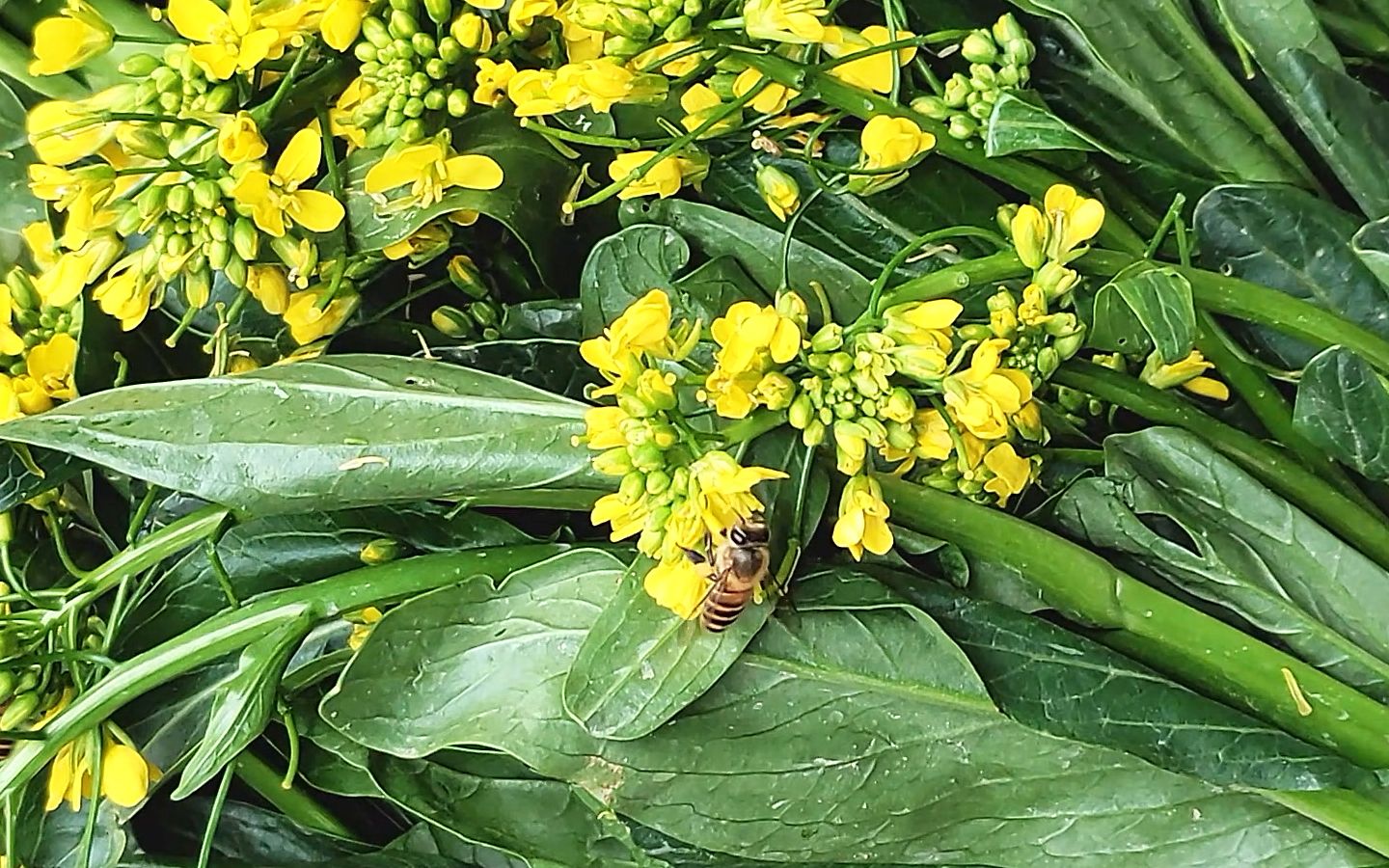 菜心花上蜂采蜜,现榨蜂巢蜜,生活甜蜜蜜