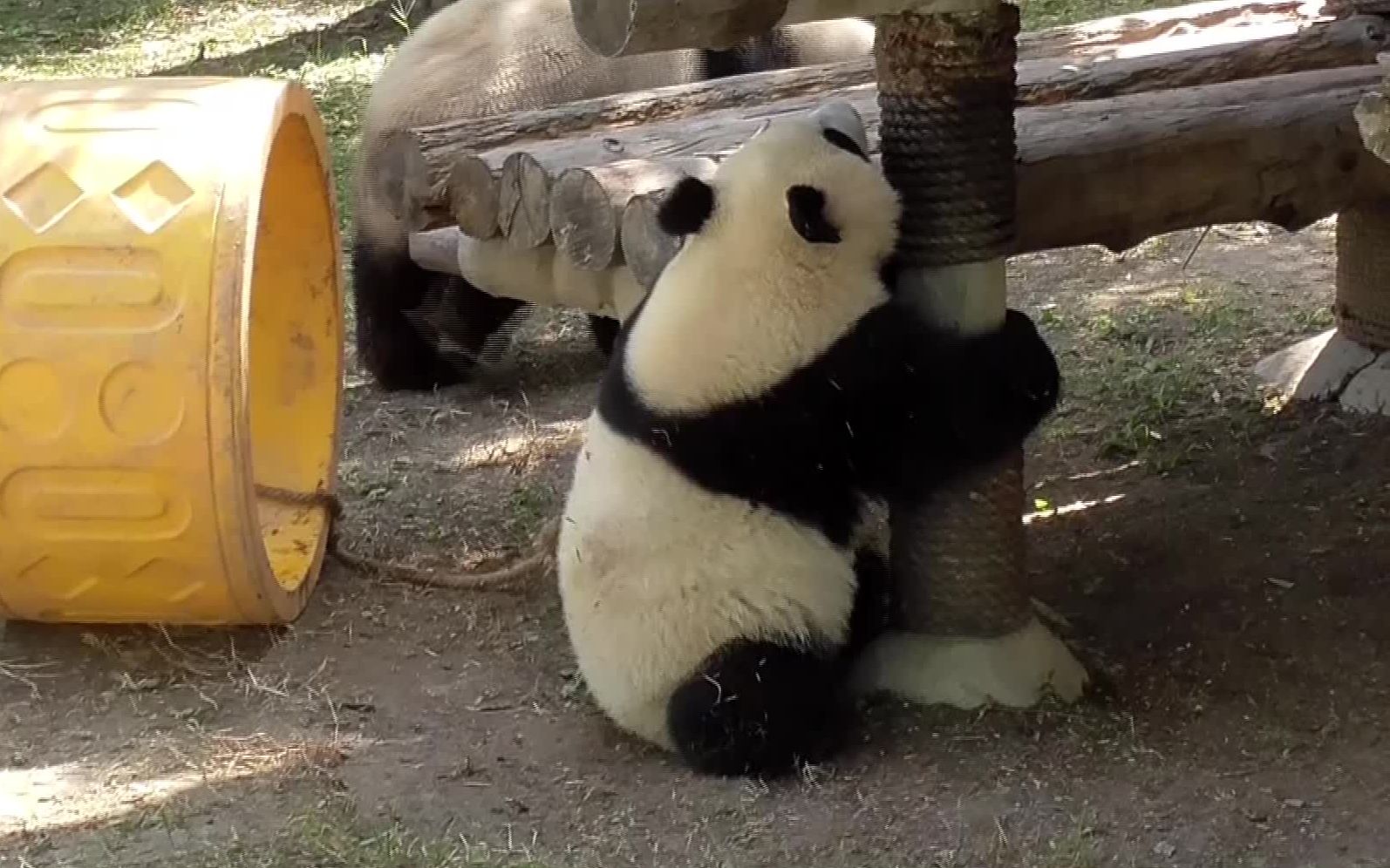 活动  刚满周岁的大熊猫努力学习攀爬