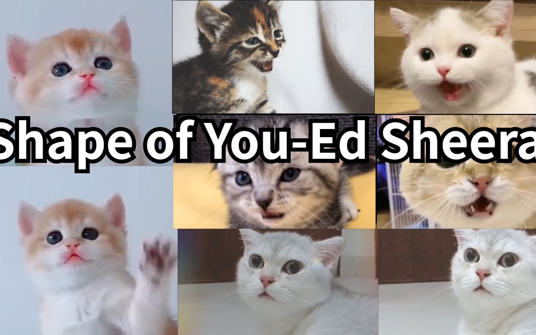 shapeofyouedsheeran萌猫搞笑合唱
