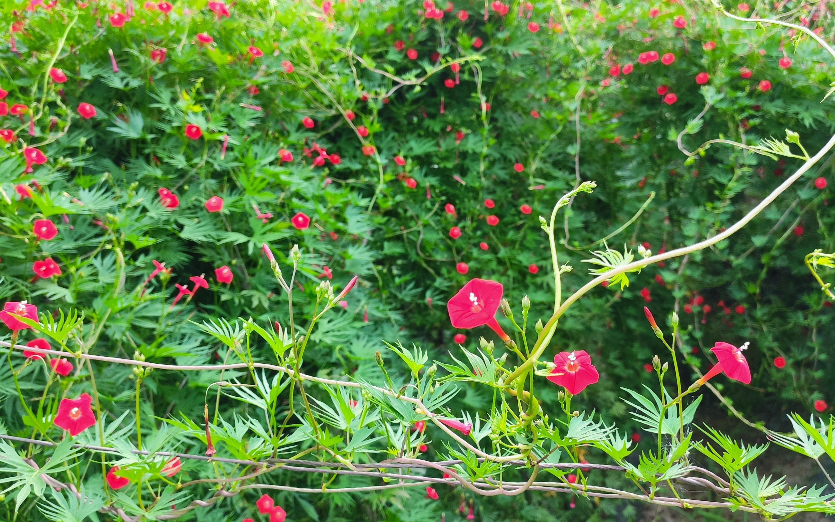 闪闪的红星终将遍布——来自槭叶茑萝的群植震撼
