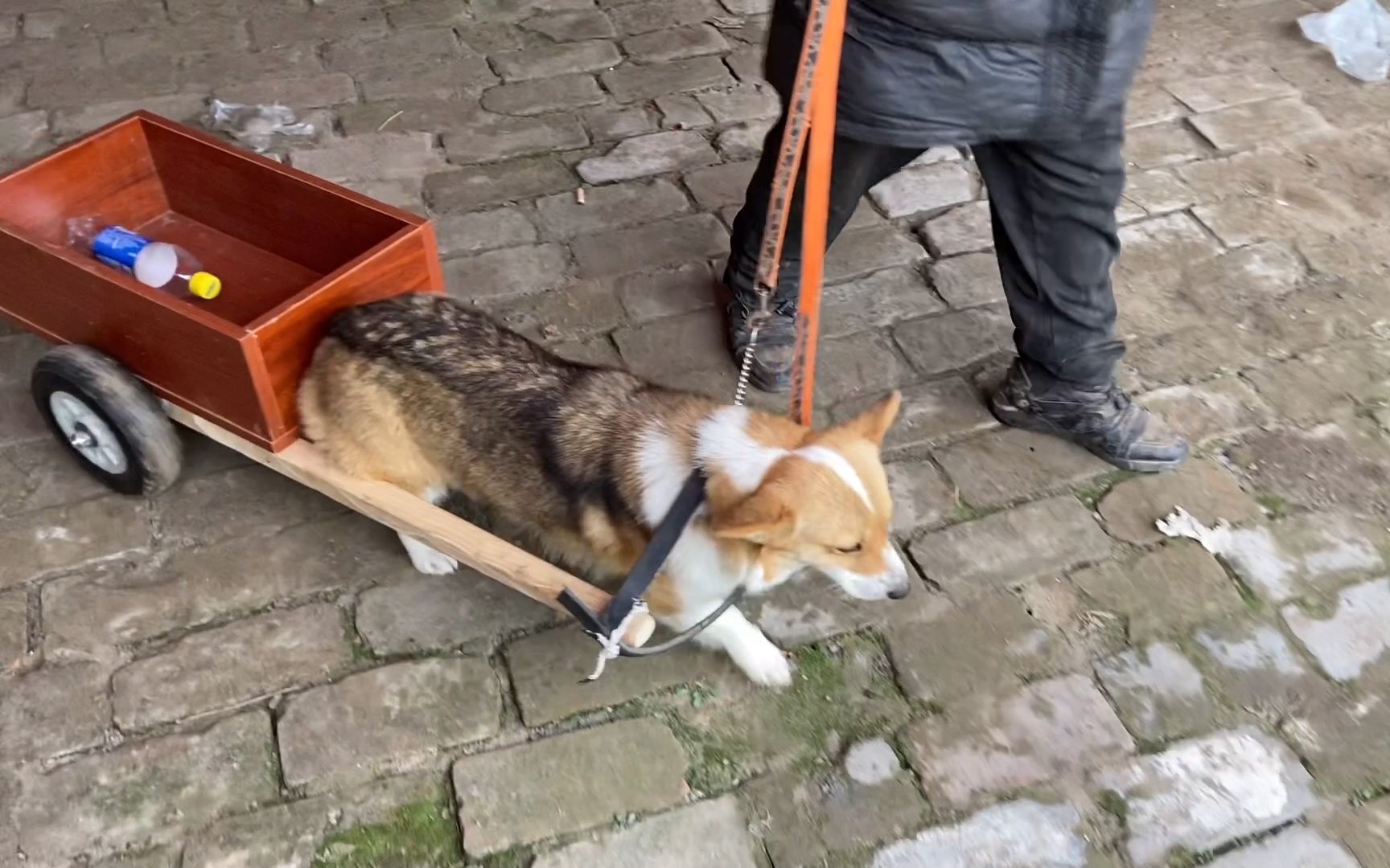 完了,柯基都会拉车了,任劳任怨学技能提升身价!太牛了!