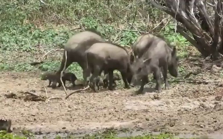 [图]无所畏惧的疣猪妈妈反击猎豹