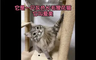 长毛狸花猫 哔哩哔哩 Bilibili