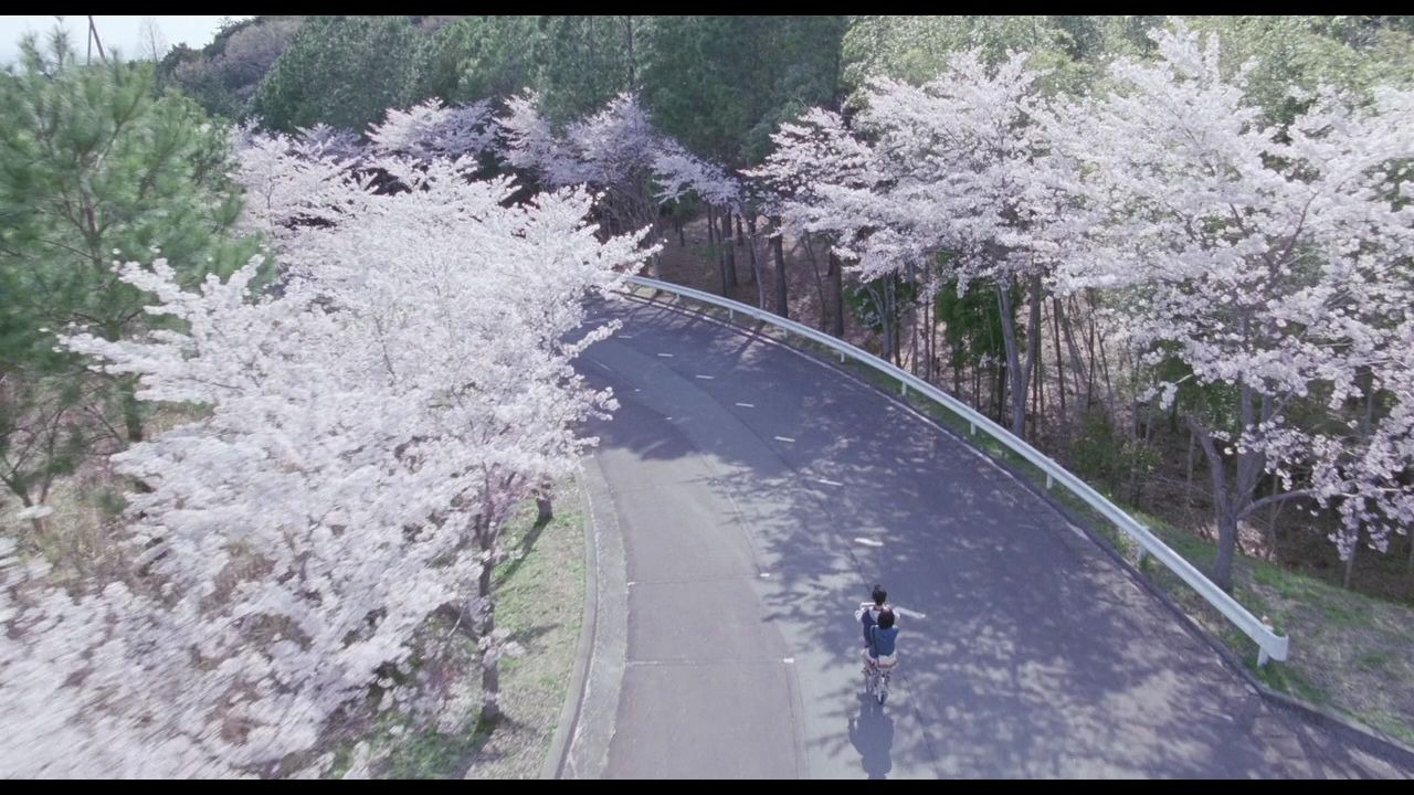 海街日记-樱花隧道_哔哩哔哩_bilibili