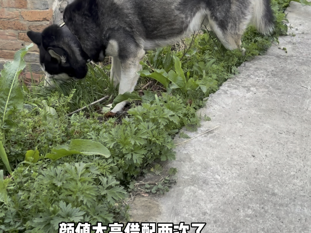 在家就一直睡觉，出门就自己找草药吃