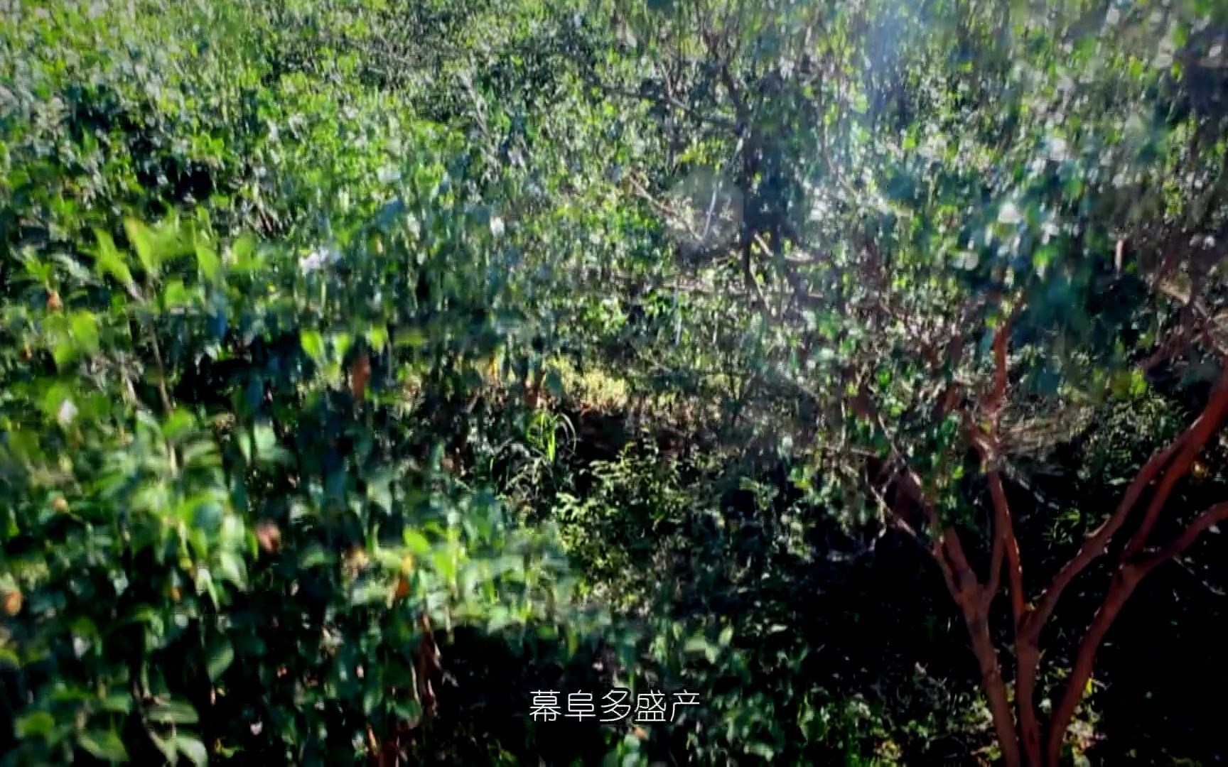 国家地理标志产品:黄袍山油茶