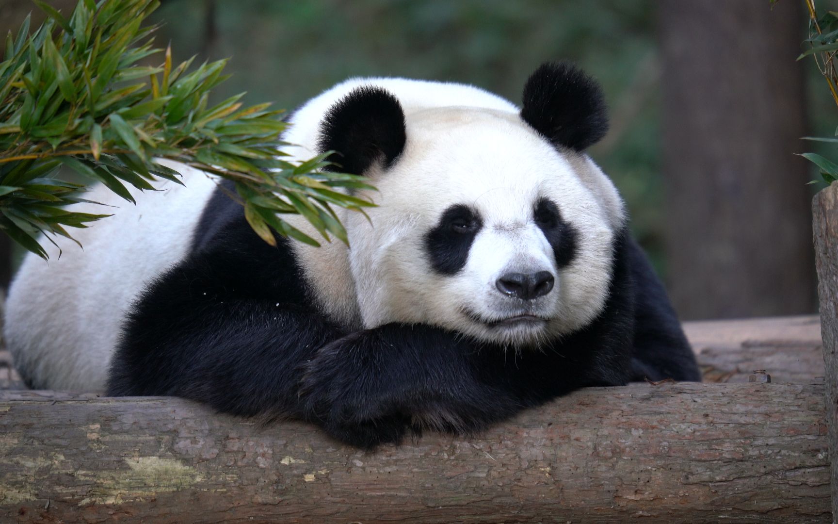 【红山动物园ep.7】纯享版大熊猫和和睡觉