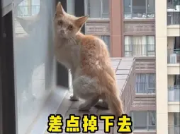 Télécharger la video: 救援一只被困30楼的大半个月流浪猫，接连几次的失败...