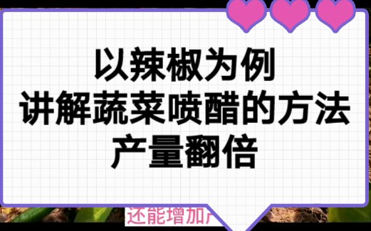 蔬菜适量喷醋产量高,以辣椒为例讲解喷醋的时间与浓度等哔哩哔哩bilibili