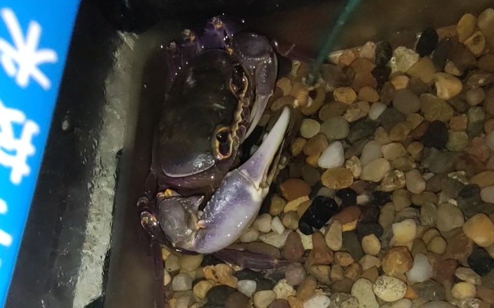 嘿嘿,刚到家两天的府城溪蟹,状态和南海平起平坐