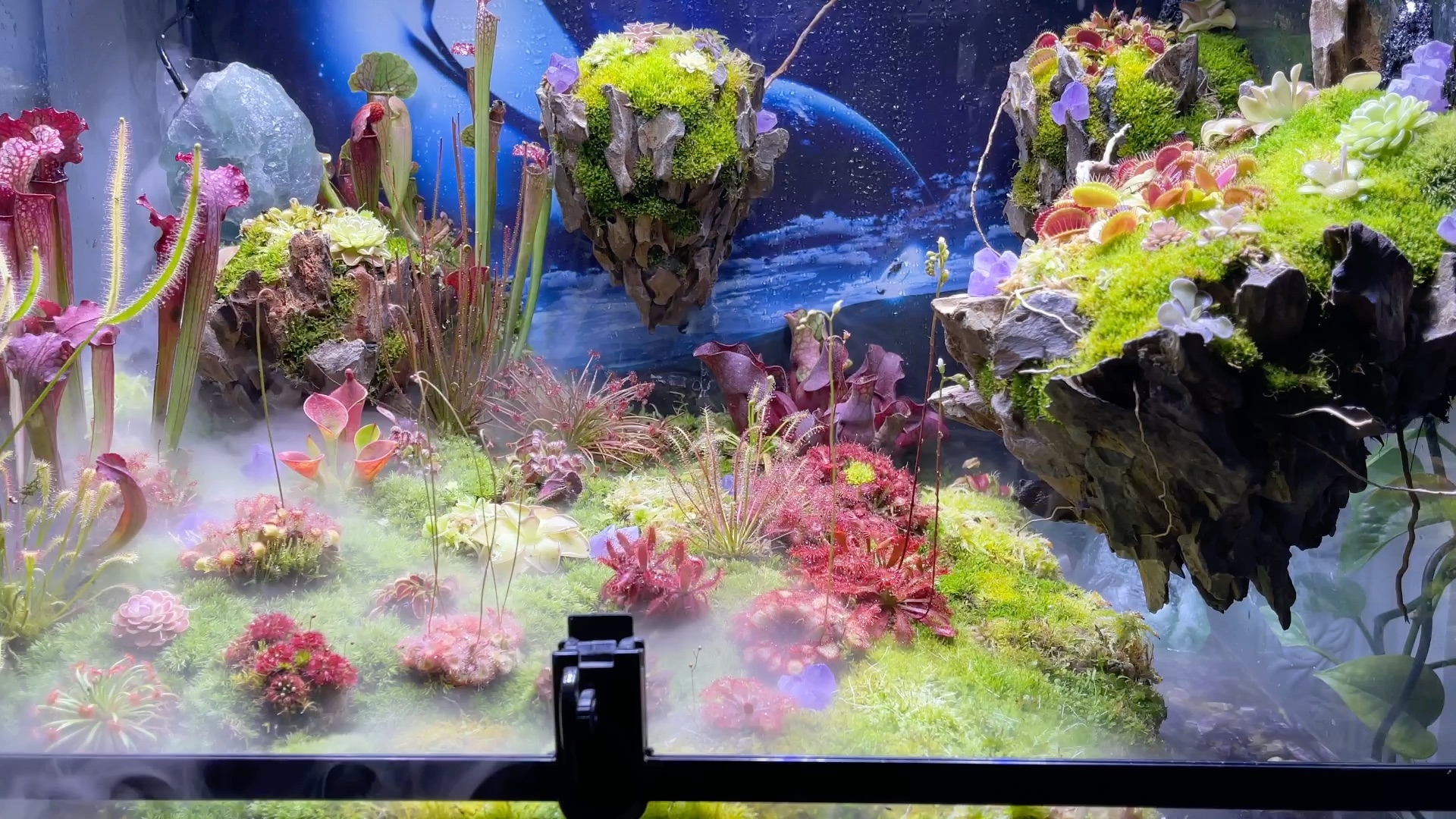 食虫植物缸 继续更新状态_哔哩哔哩_bilibili