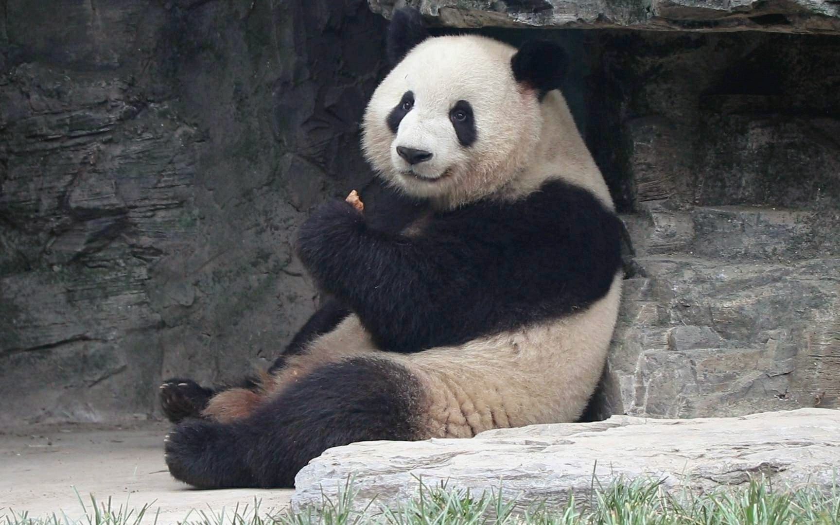 大熊猫萌兰刚好卡在这石头间吃笋会不会觉得挤了点o