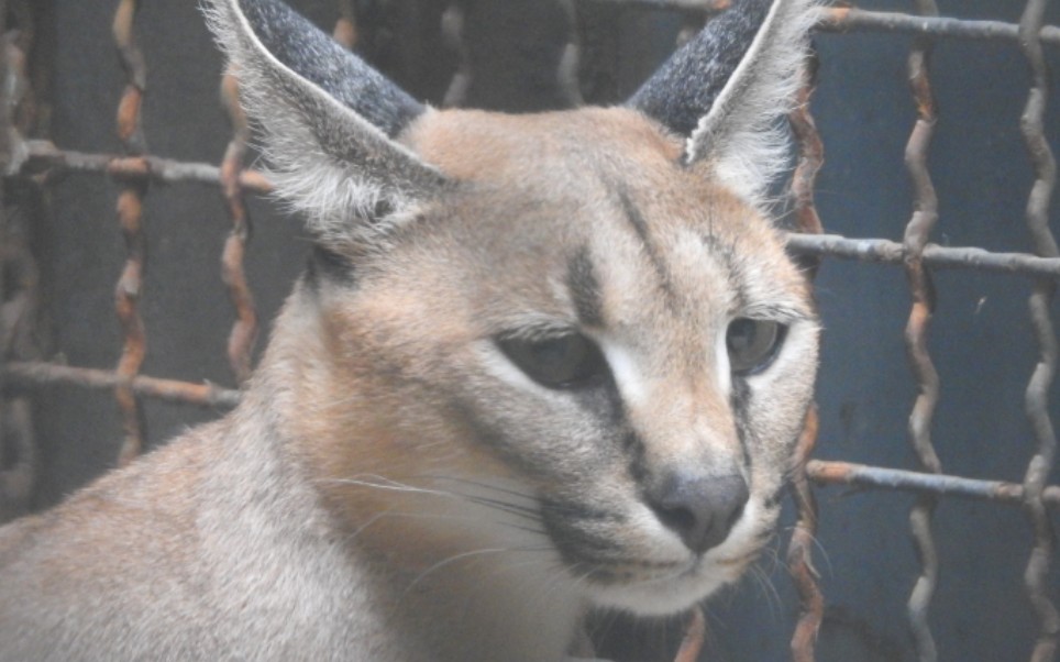 【北京动物园·猫科动物馆】狞猫20200607