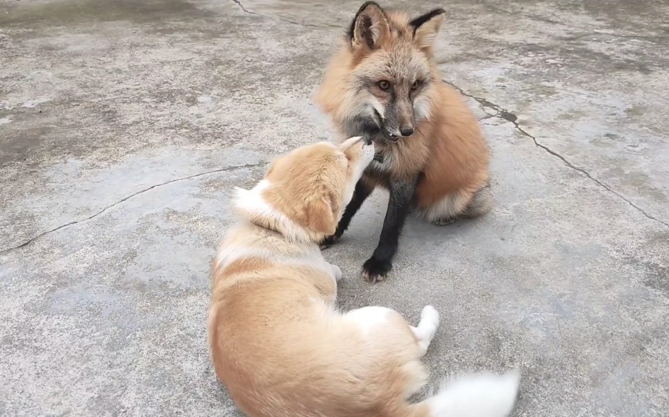 狐狸等等与狗裹泥浆打架