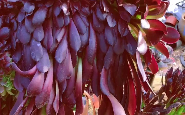 今1天突然发现,这颗欧版紫羊绒缀化,特别像哥大翅膀#多肉植物基地