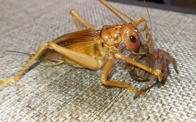 中华七纺蛛vs显沟蟋螽【公共客场】