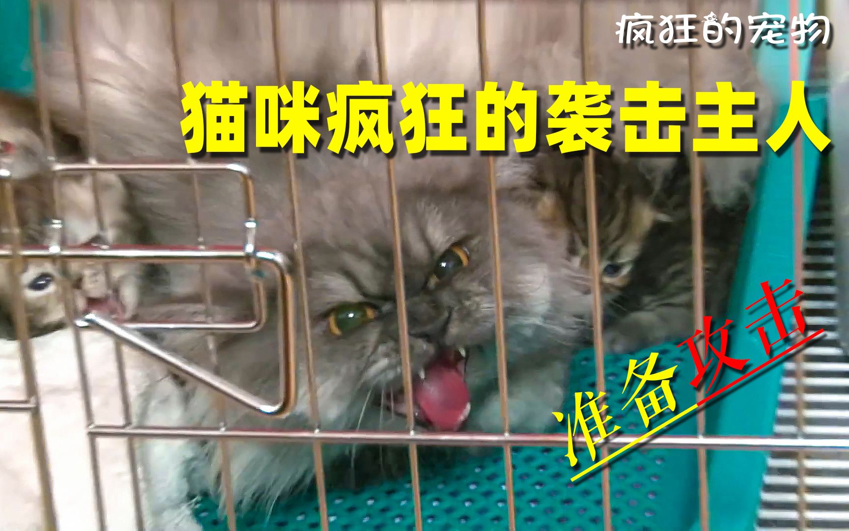 猫咪疯狂的袭击它的主人,让小姐姐遍体鳞伤,是什么让猫如此可怕哔哩哔哩bilibili