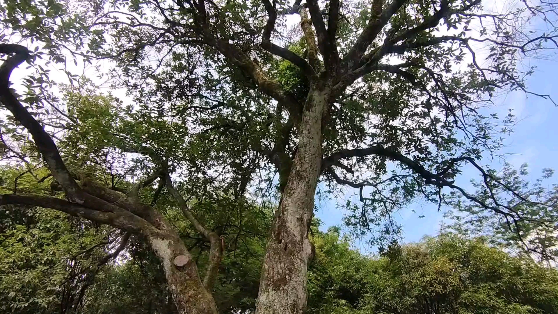 古树复壮手记-阳山北山古寺木犀