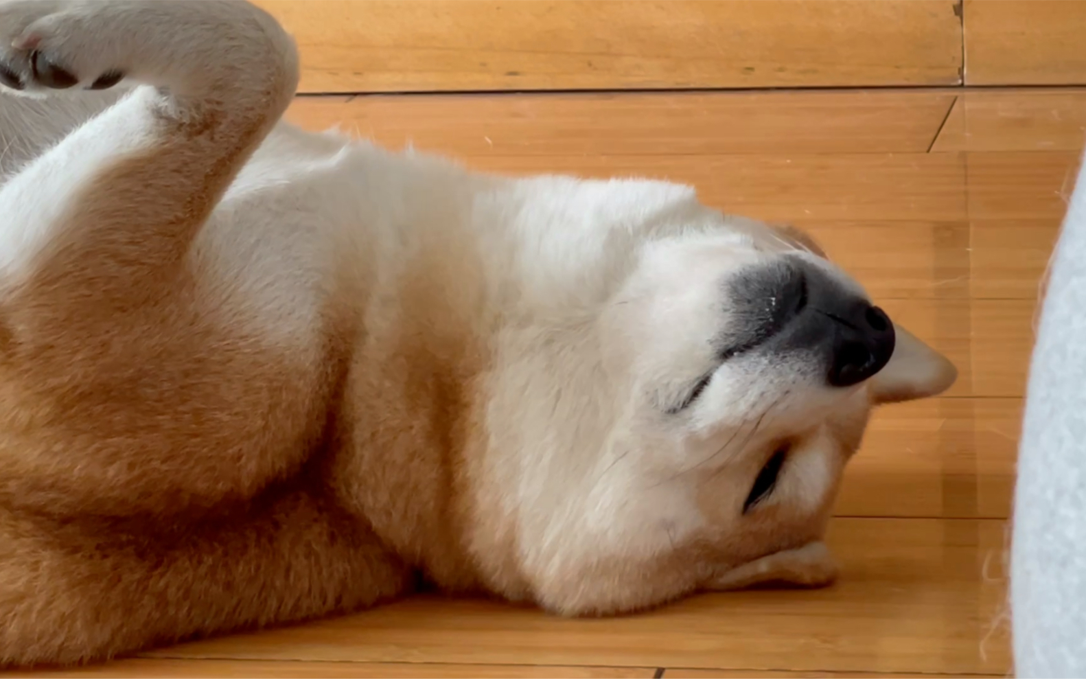 吃完就睡的肥柴橘子