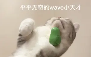 《关于我家猫吸了猫薄荷之后展现出的舞蹈天赋》