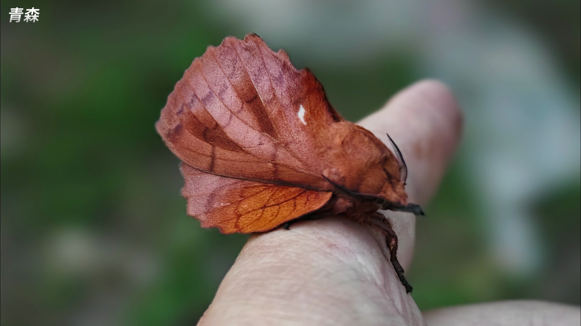 李褐枯叶蛾-模仿枯叶的鬼才