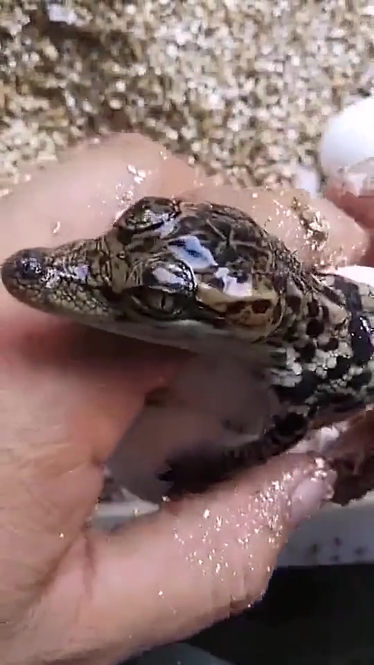 刚出壳的鳄鱼,我不太敢认它!