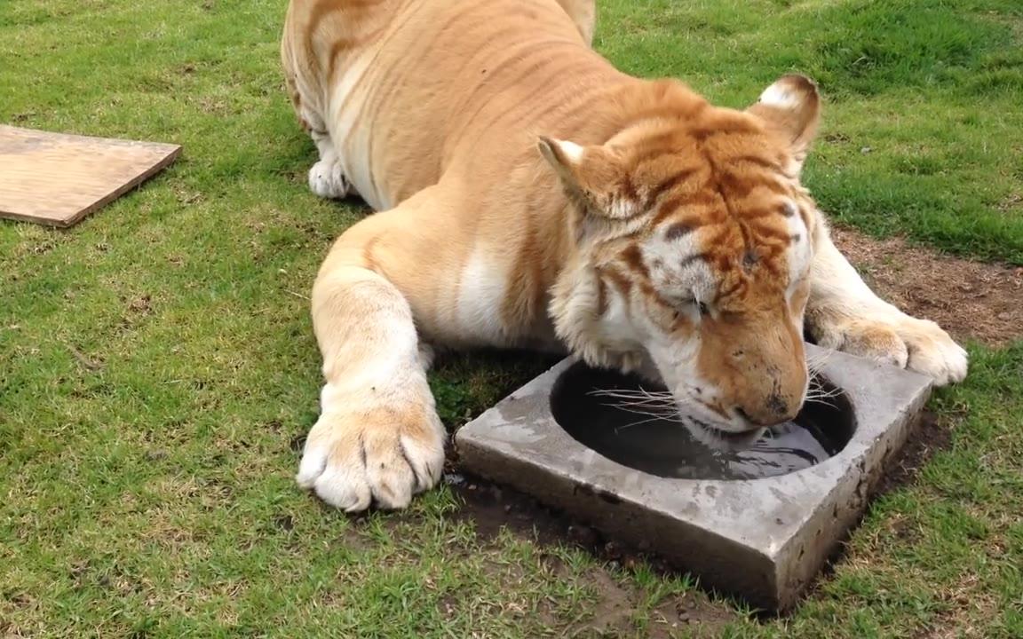 【大猫】一只孟加拉金虎