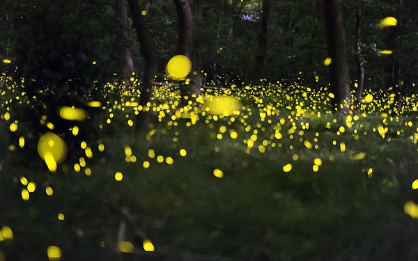 【翻唱者-阿尔宾娜】风云雄霸天下-虫儿飞.mp3