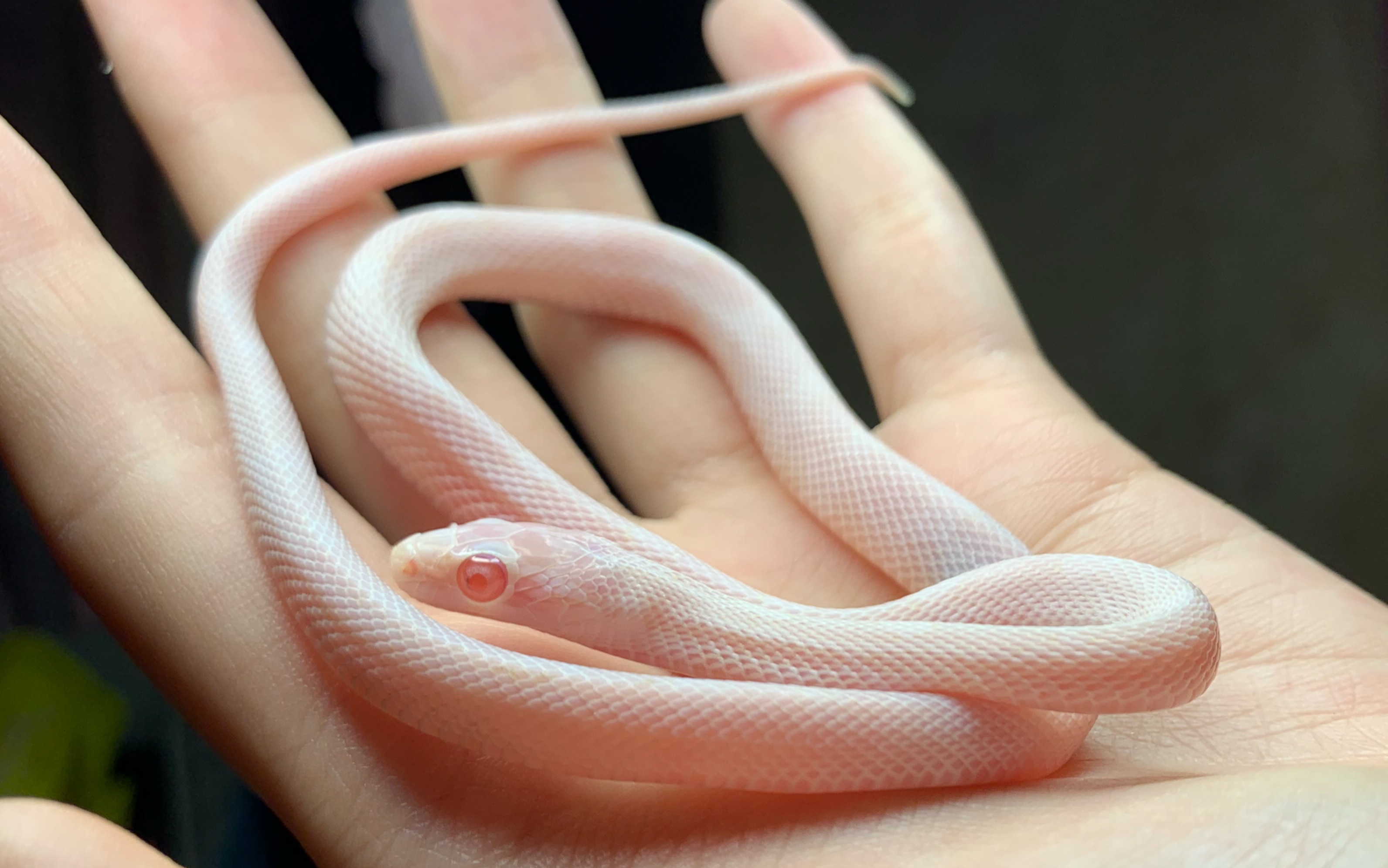 白色玉米蛇可爱照片图片