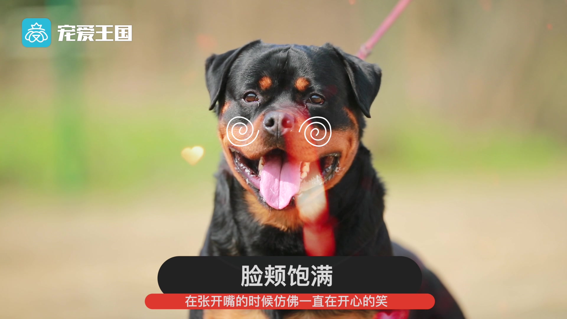 带你了解纯种犬之罗威纳哔哩哔哩bilibili