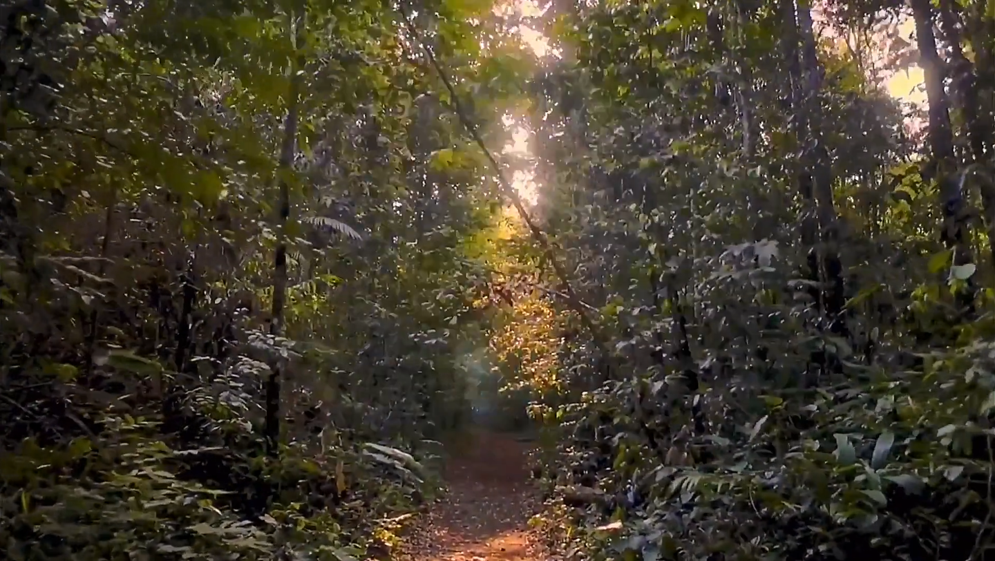 早晨森林阳光唯美视频素材#聆听大自然 #大自然 #自然风景 #森林 #小